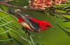 Scarlet Honeyeater
